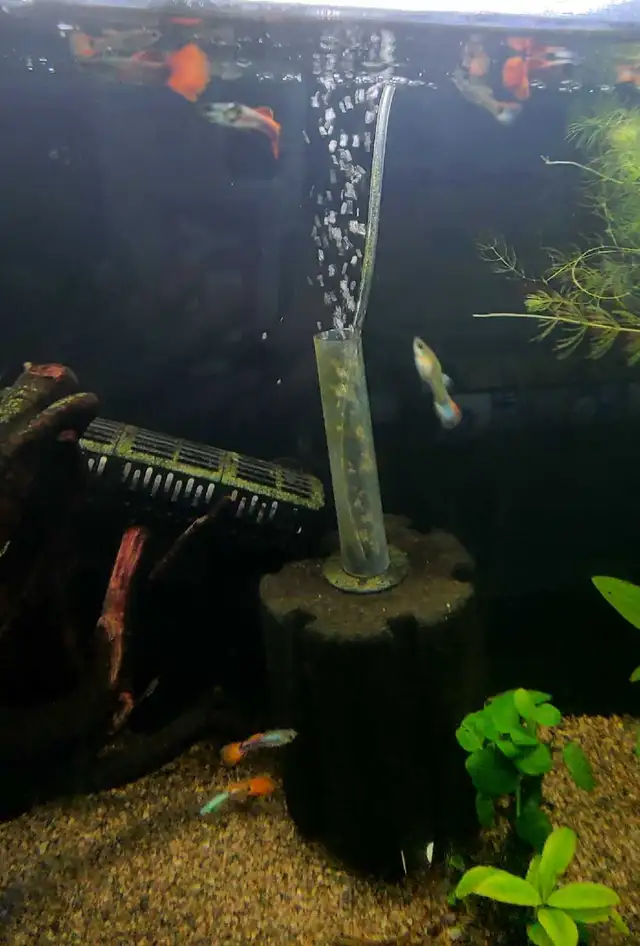 Juvenile Platinum red tail dumbo ear guppies  in Fish for Rehoming in Guelph - Image 2