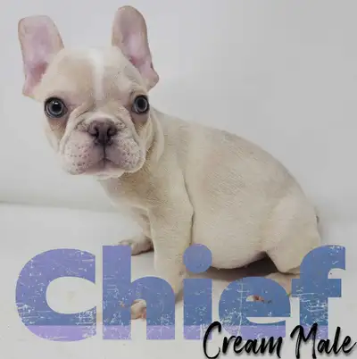 REG French Bulldogs - Health Tested, View more