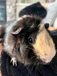 Male Guinea Pig for Rehoming