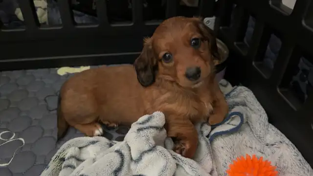 Teckel miniature poil long in Dogs & Puppies for Rehoming in Trois-Rivières - Image 6