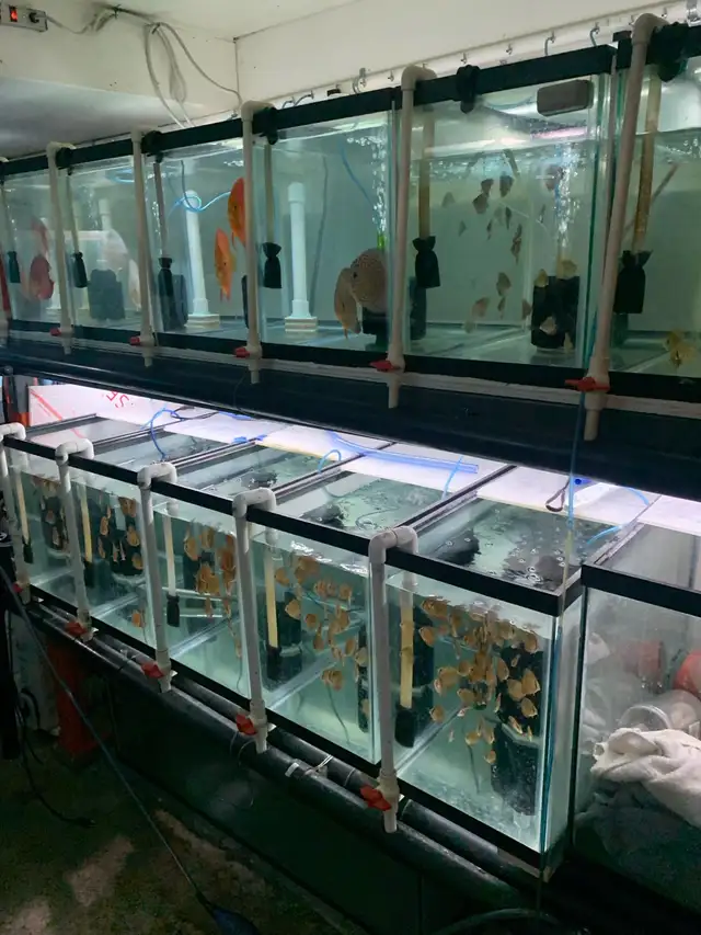 Update: Tons of baby Discus fish for sale now all 10$ in Fish for Rehoming in Mississauga / Peel Region - Image 8