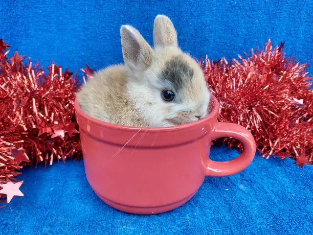 EXTRAORDINARY Netherland dwarf, Holland lop, Lionhead, mini rex in Small Animals for Rehoming in Cornwall - Image 5
