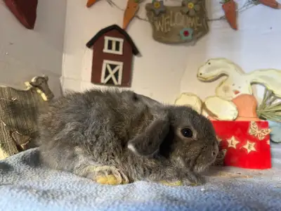 1 Rex and 1 Netherland and Holland Loop dwarf bunnies, View more