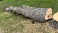 Oak Log for sale