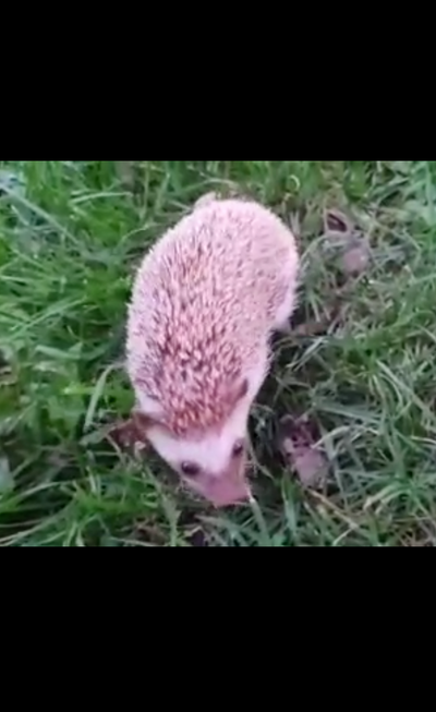 ♥Pixie♥ Adult female hedgehog, View more