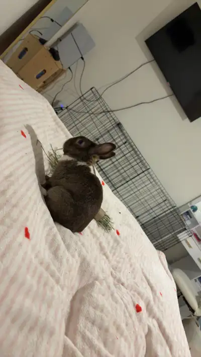 Bambi est un petit lapin de 3 ans, il a ses vaccins et il est stérilisé. Je le vend avec la nourritu...