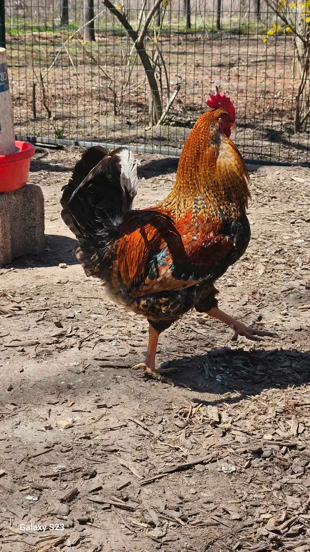 Fertilized /  Hatching chicken eggs in Livestock in Hamilton - Image 5