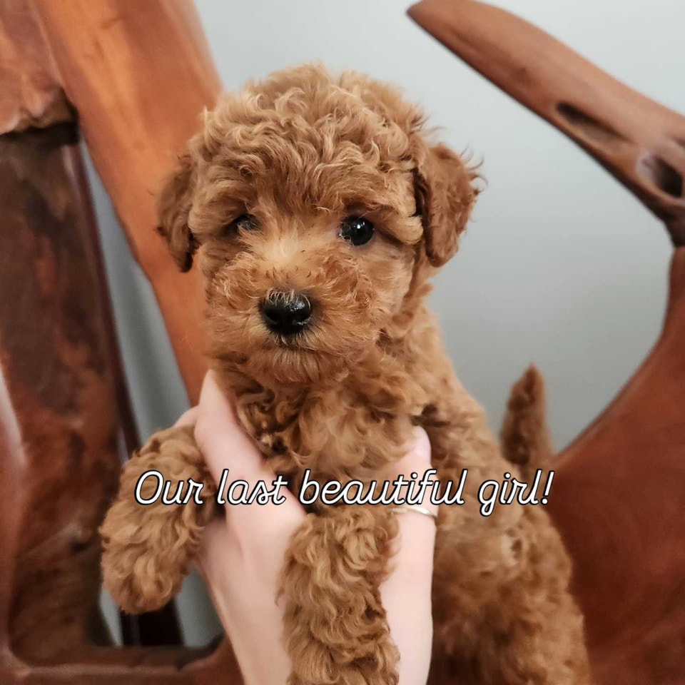 Miniature Poodle Puppies | Dogs & Puppies for Rehoming | Strathcona ...