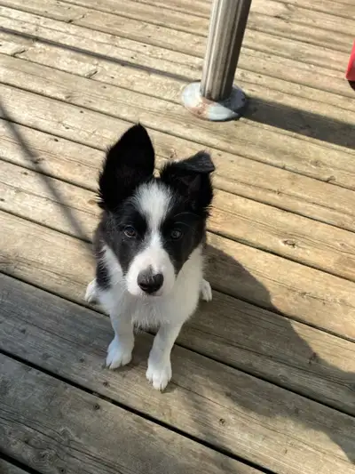 CBCA Border Collie Pup Ready to Go, View more