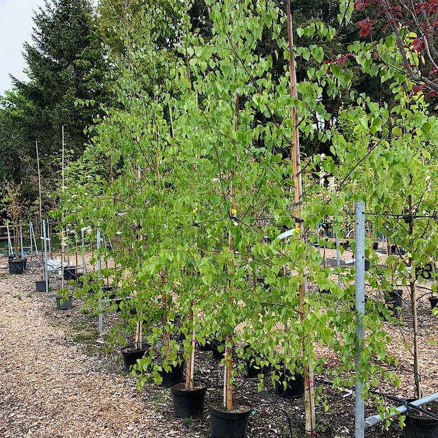 Nova Scotia Trees For Sale  in Plants, Fertilizer & Soil in Dartmouth - Image 2