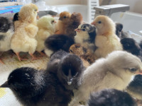 Pending Baby Chicks - hatched Apr. 26