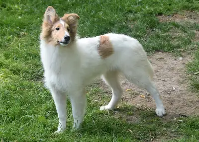 Handsome Collie Boy Available!, View more