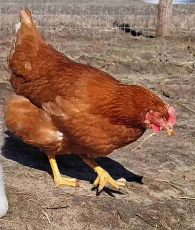 RSL hens for sale , View more