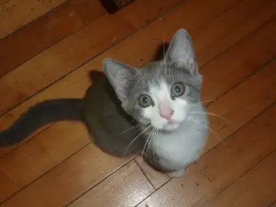 Chaton à vendre, View more