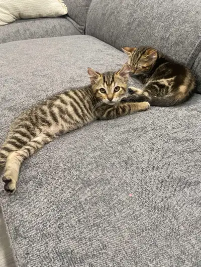 Chaton à vendre mâles