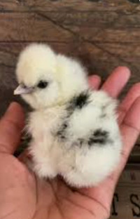 Hatching Silkie Eggs - Paint, Black & White Chicks
