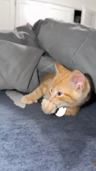 Kitten Cat, View more