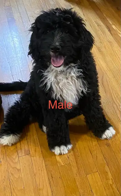 These beautiful puppies are ready to go to their forever homes . The pups are 11 weeks old and live...