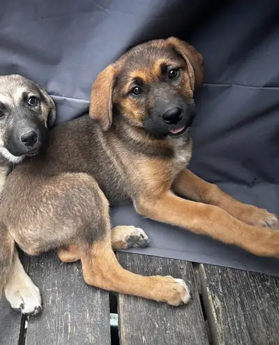 German Shepard Lab X Puppies, View more