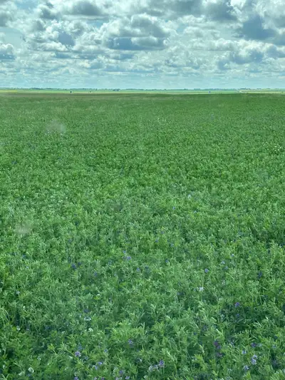 Alfalfa/Brome Hay Bales, View more