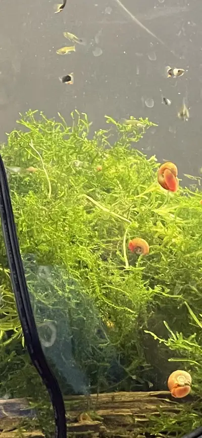 ramshorn and bladder snails, View more