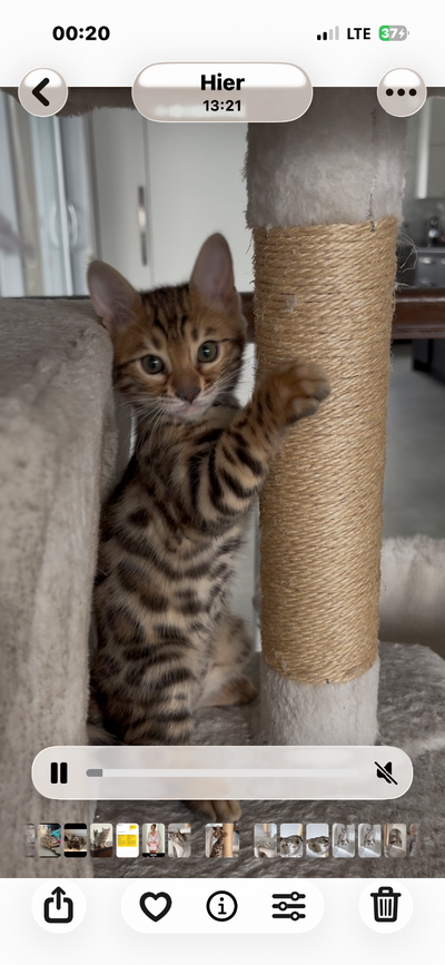 Chaton bengal, View more
