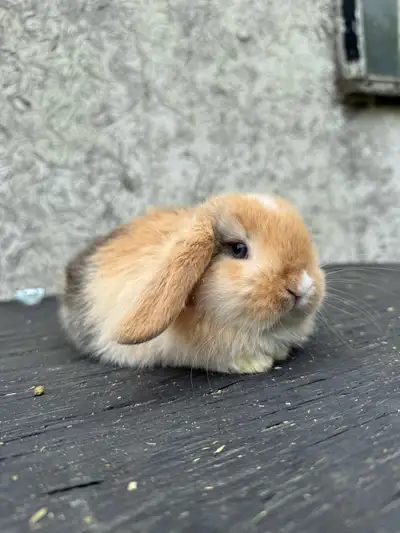 purebred holland lop buck , View more