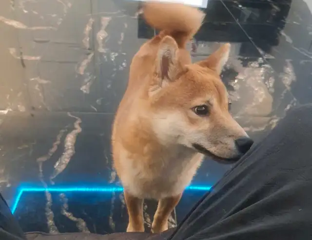 Shiba Inu☆Pure Race☆Faite Une Offre in Dogs & Puppies for Rehoming in Laurentides - Image 6