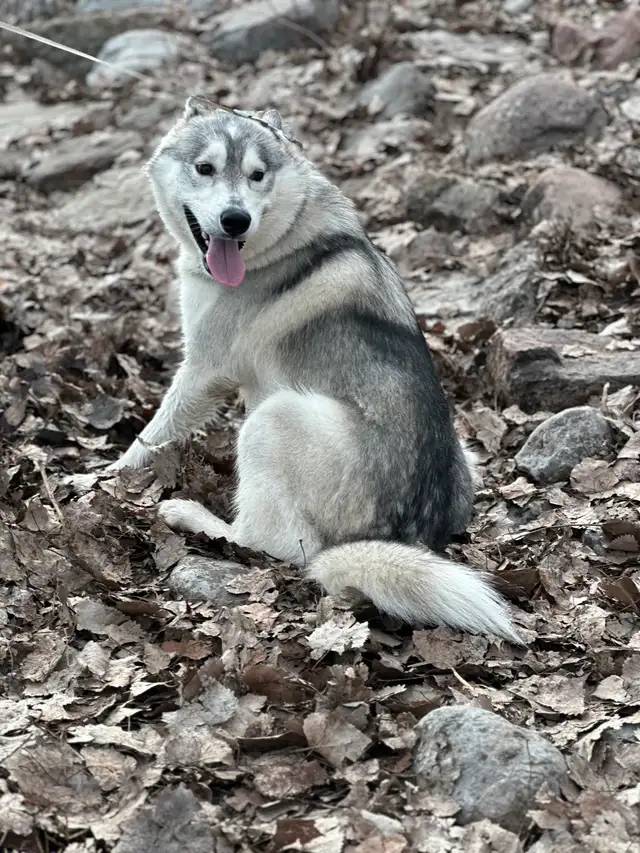 husky for sale in Dogs & Puppies for Rehoming in City of Toronto - Image 5