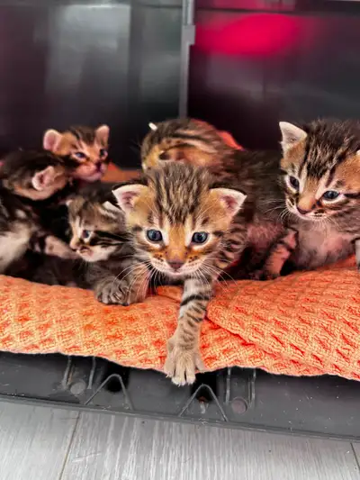 Bengal Mixed Kittens, View more