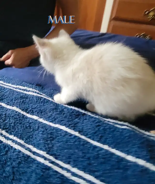 Chattons Ragdoll in Cats & Kittens for Rehoming in Drummondville - Image 6