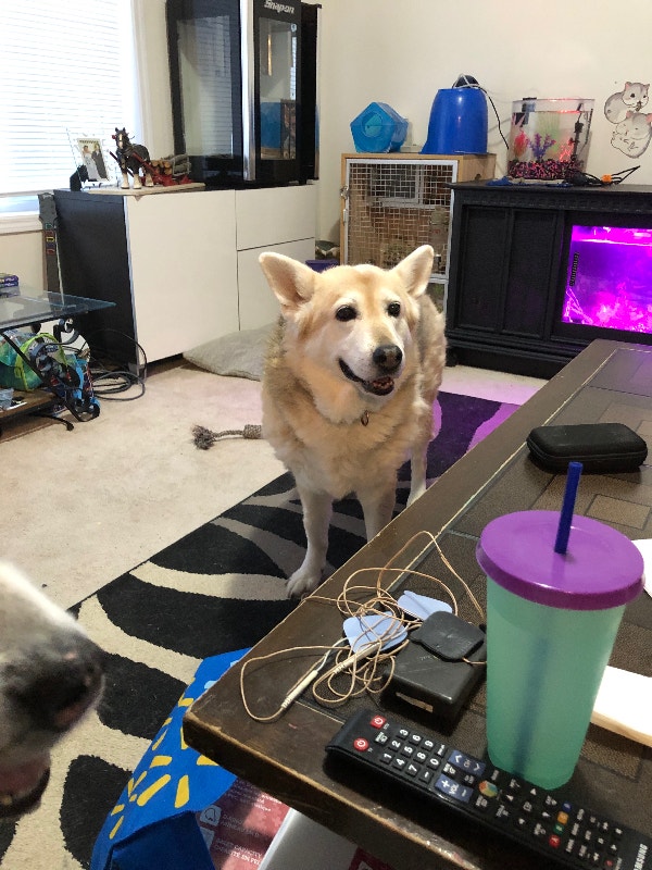 Male dog and female dog Other St. Catharines Kijiji