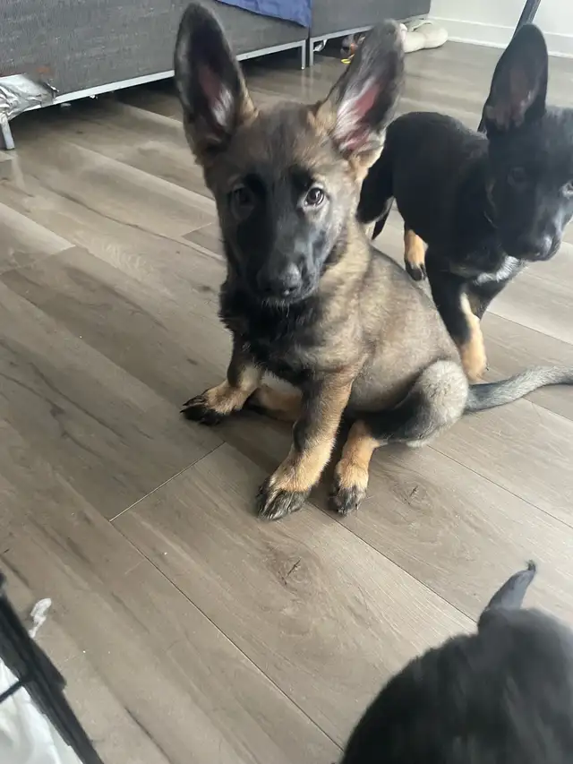 Berger Allemand Pure race in Dogs & Puppies for Rehoming in Laurentides - Image 3