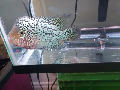 Import Flowerhorn Cichlids, View more