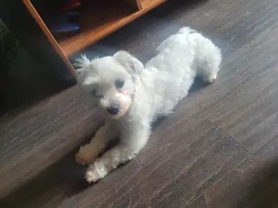 Looking for a loving, safe place for your pup to stay while you are away, look no further. We love a...
