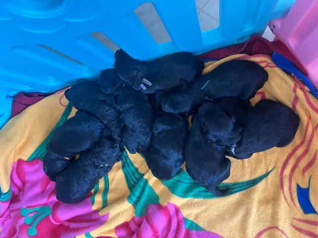 Miniature Whoodle puppies in Dogs & Puppies for Rehoming in Sudbury - Image 11