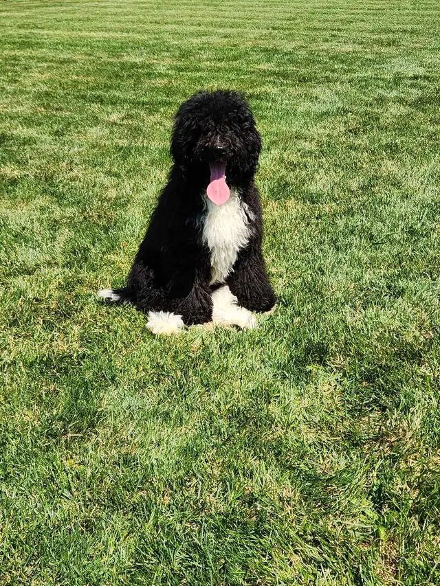bernedoodle in Dogs & Puppies for Rehoming in Stratford - Image 4