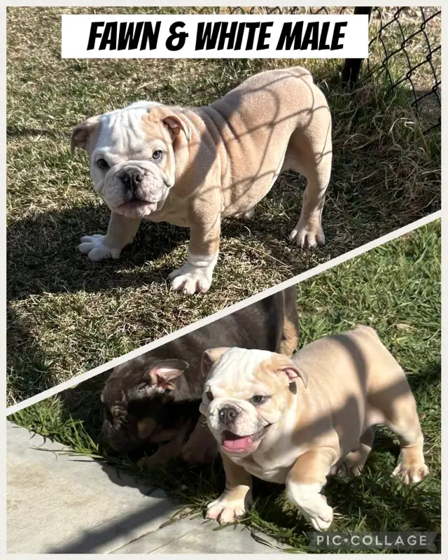 English Bulldog Puppies in Dogs & Puppies for Rehoming in Edmonton - Image 2