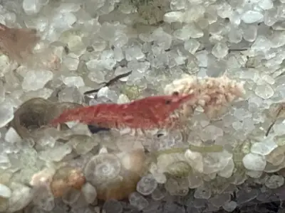 Minimum $10 (10 shrimps) per order. I'm selling Neocardina Off Red Cherry Shrimp, perfect for adding...