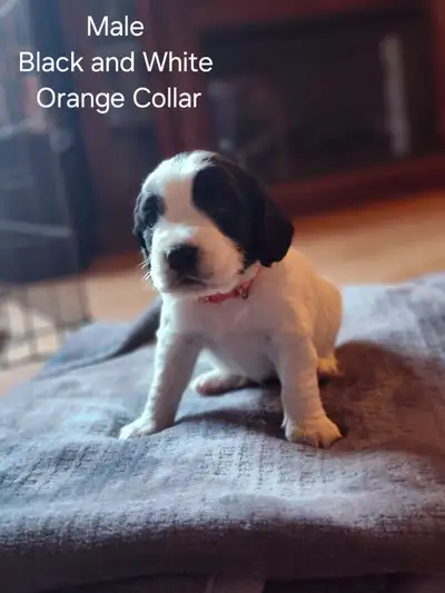 English Springer Spaniel Puppies, View more