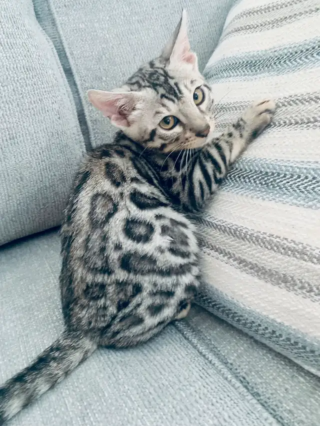 Bengals Chatons ♥️ 100% Pur de parents enregistrés TICA in Cats & Kittens for Rehoming in Laurentides - Image 2