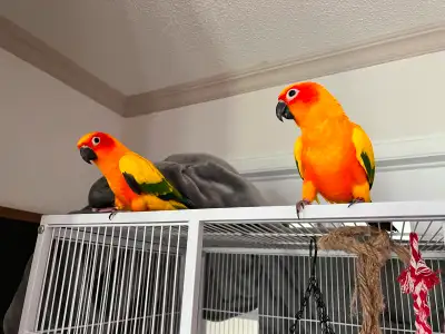 Hello bird lovers! We’re looking for a caring, bird-experienced family to adopt our two hand-tamed,...