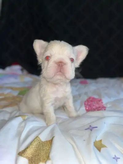 French Bulldog puppies, View more