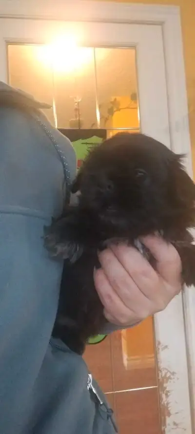 Shih Tzu Puppies, View more