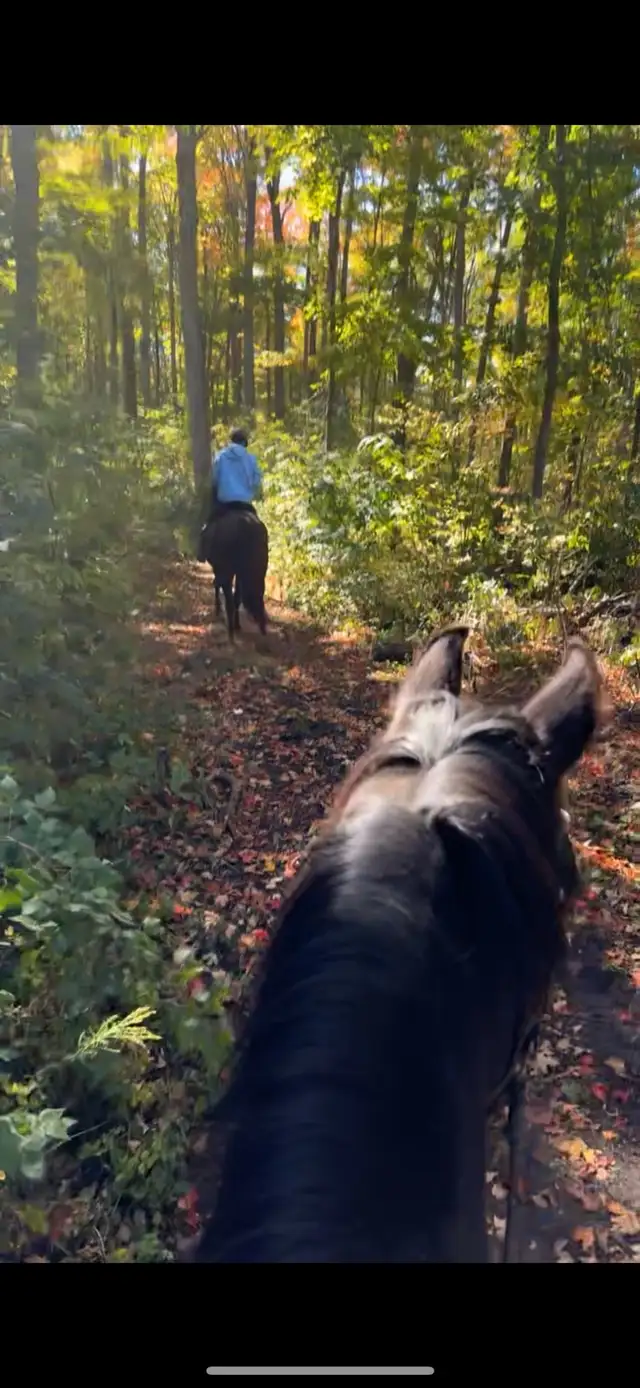Horseback trail riding64840284512386123