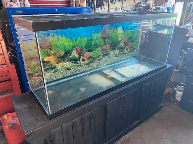 55 Gallon Aquarium in Fish for Rehoming in Calgary