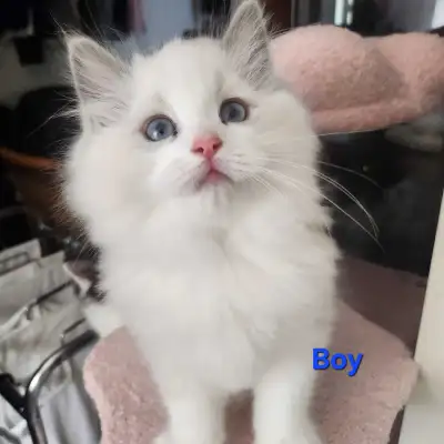 Purebred Ragdoll kittens - Ready July 25th, View more