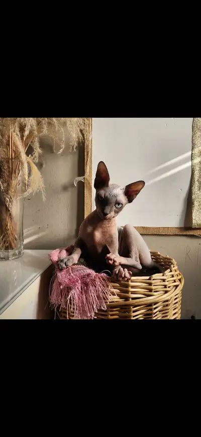 Chat sphynx dégriffé et opéré, View more