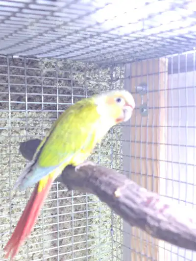 Pineapple Lemon Conure Hand-Fed and SEMI  Hand Tamed, View more
