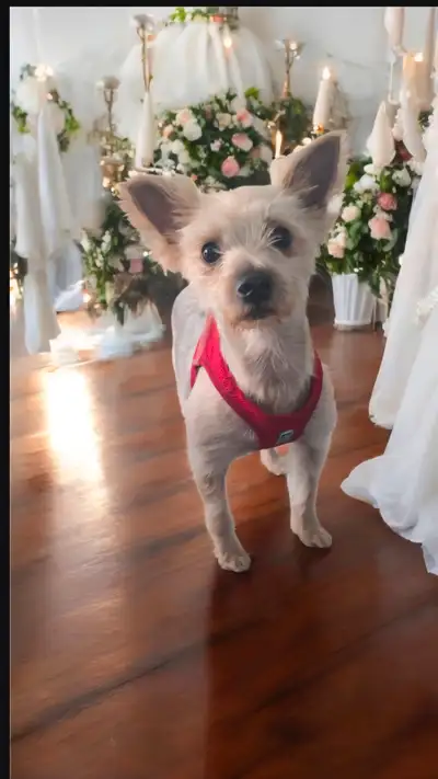 BLONDE YORKSHIRE TERRIER .. LOVELY 2 YEAR YOUNG FEMALE BLONDE YORKIE.. THIS LITTLE DARLINGS IS LOOKI...